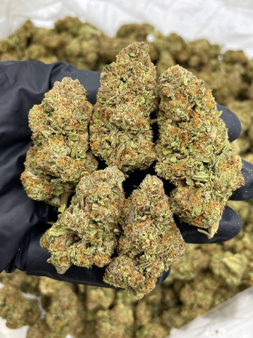 Blue Dream Weed Strain