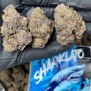 Sharklato Runtz Strain