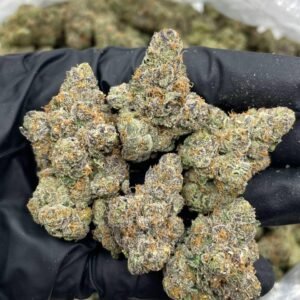 White Cherry Gelato strain