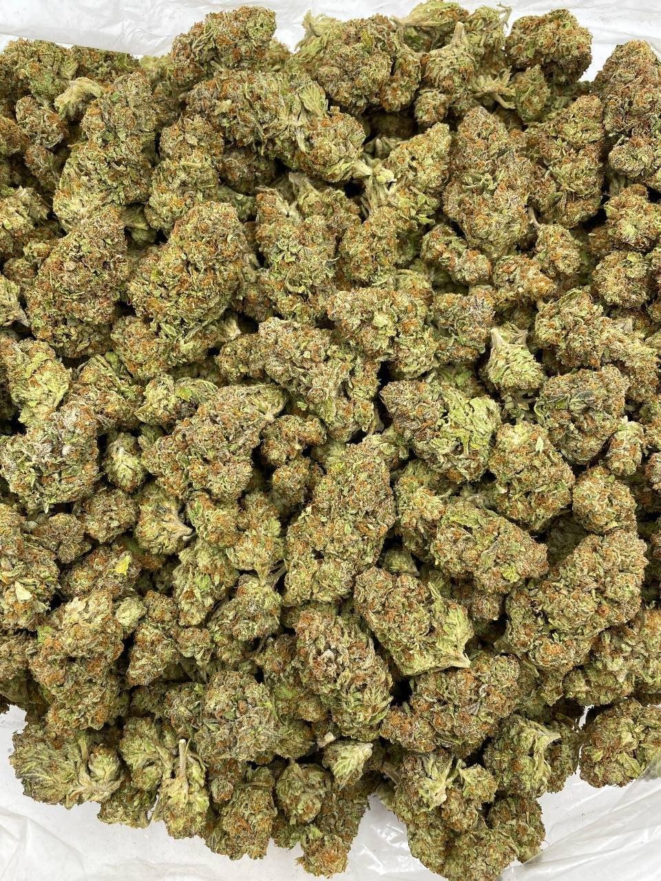 Blue Dream Weed Strain